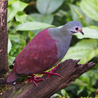 Buff-fronted Quail-Dove
